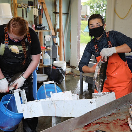 Students work at the local Sheldon Jackson hatchery spawning chum salmon